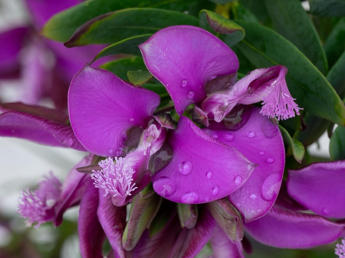 Blüten nah